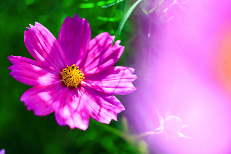 京都府立植物園