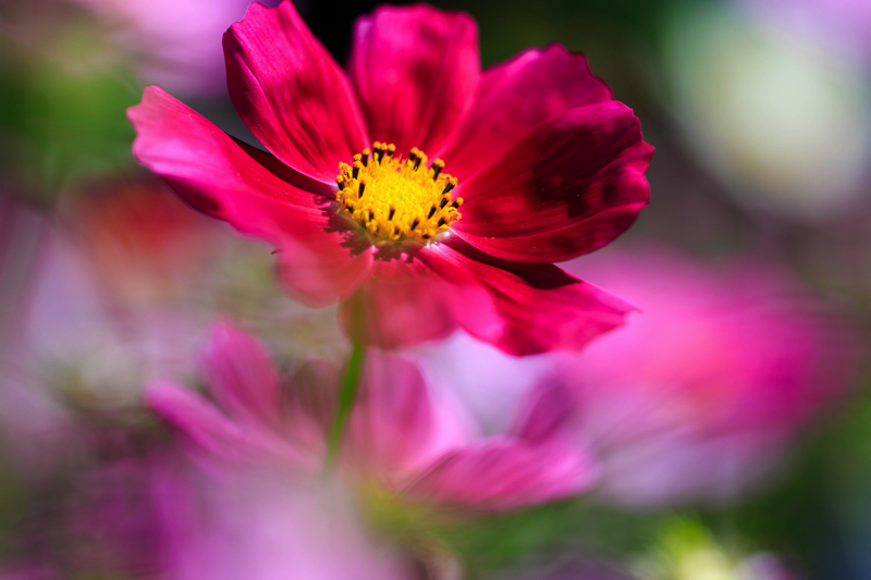 京都府立植物園