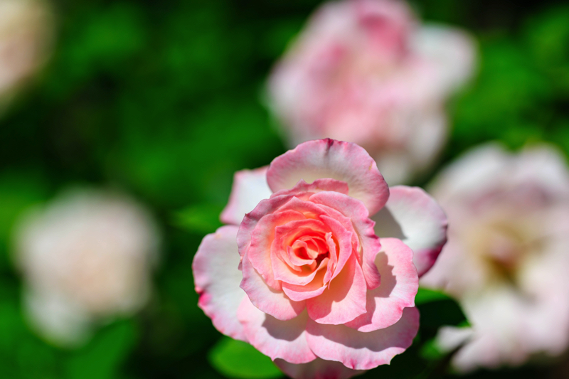 京都府立植物園