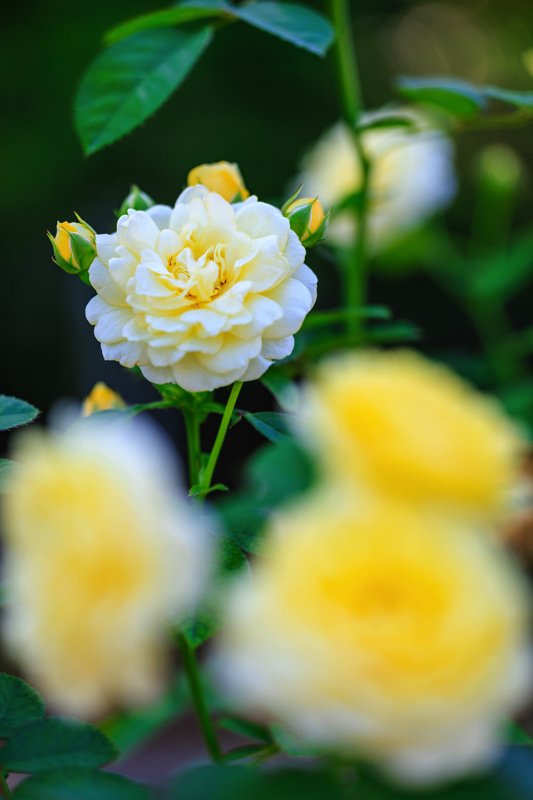 京都府立植物園