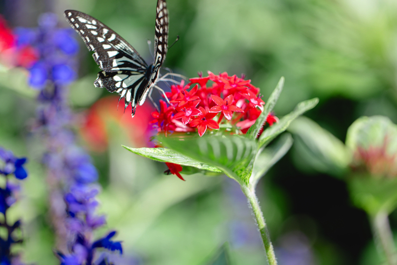 京都府立植物園