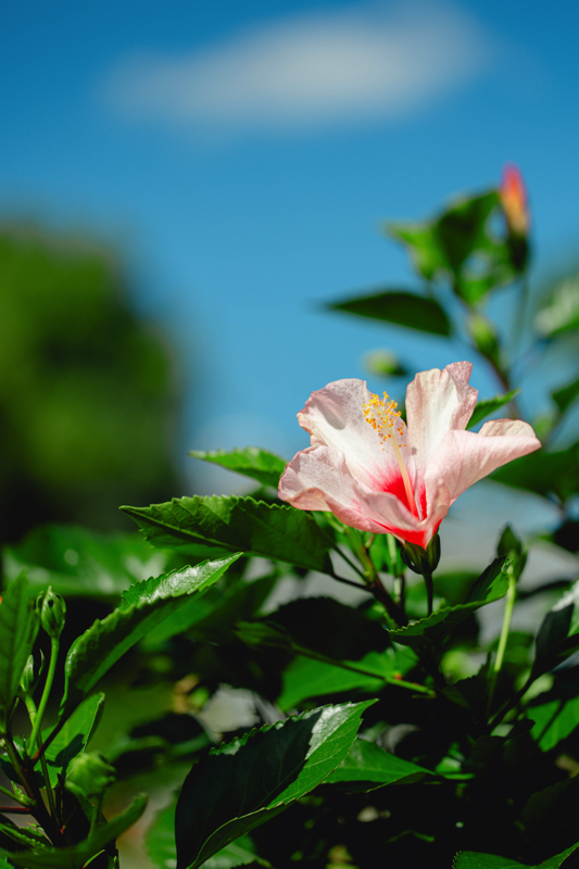 京都府立植物園