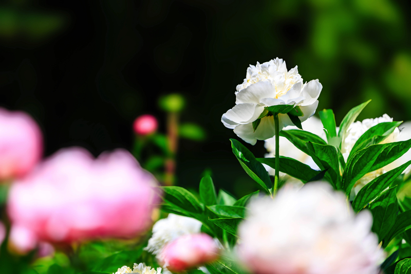 京都府立植物園