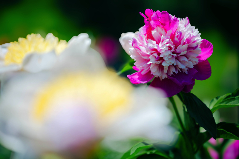 京都府立植物園