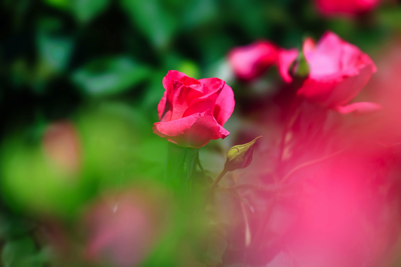 京都府立植物園