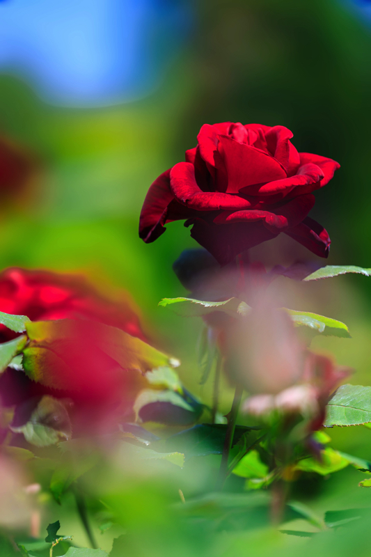 京都府立植物園