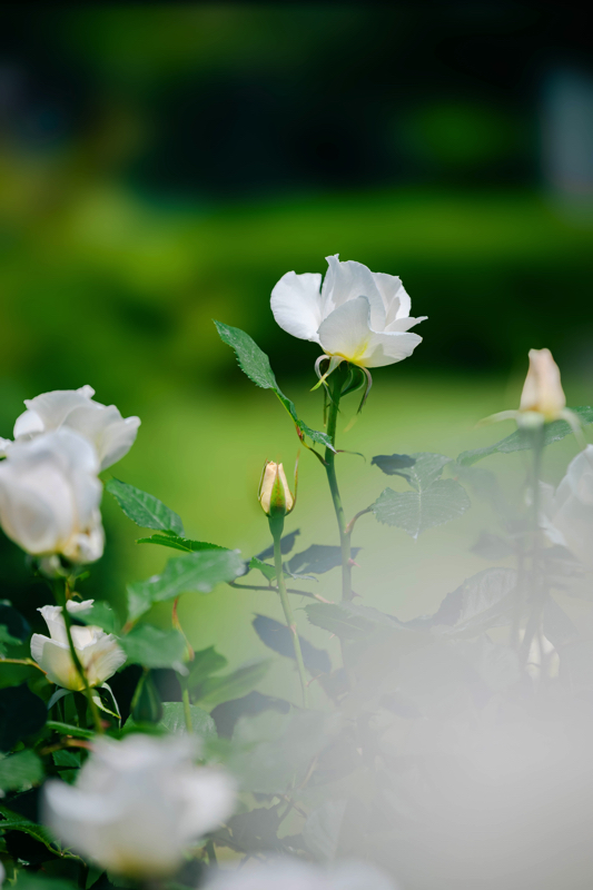 京都府立植物園