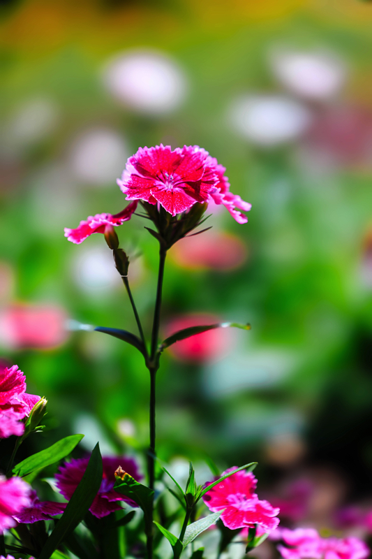 京都府立植物園