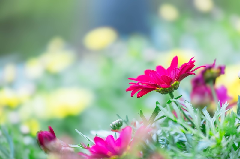 京都府立植物園