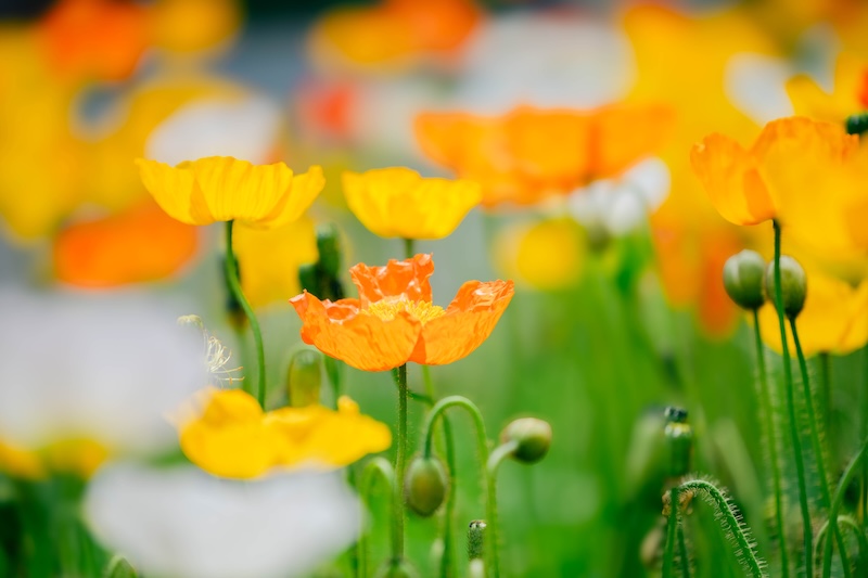 京都府立植物園