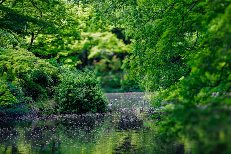 京都府立植物園