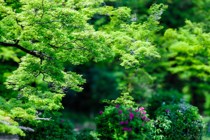京都府立植物園