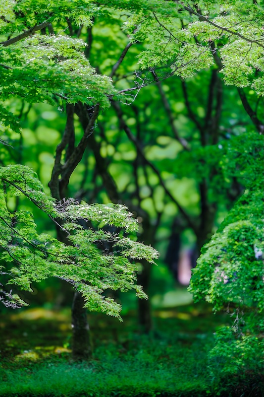 京都府立植物園