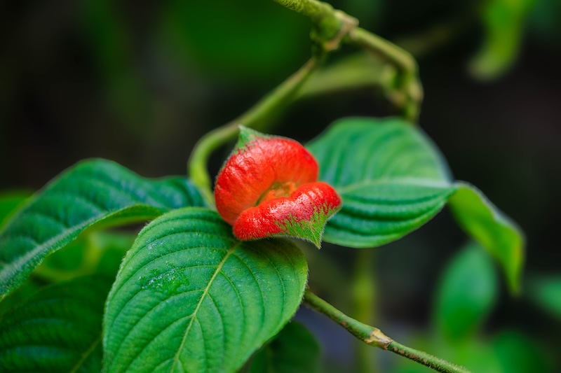 京都府立植物園