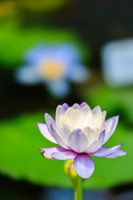 京都府立植物園