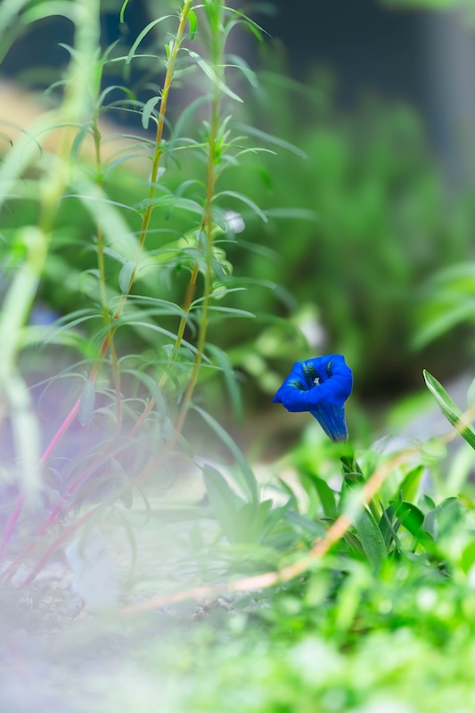 京都府立植物園