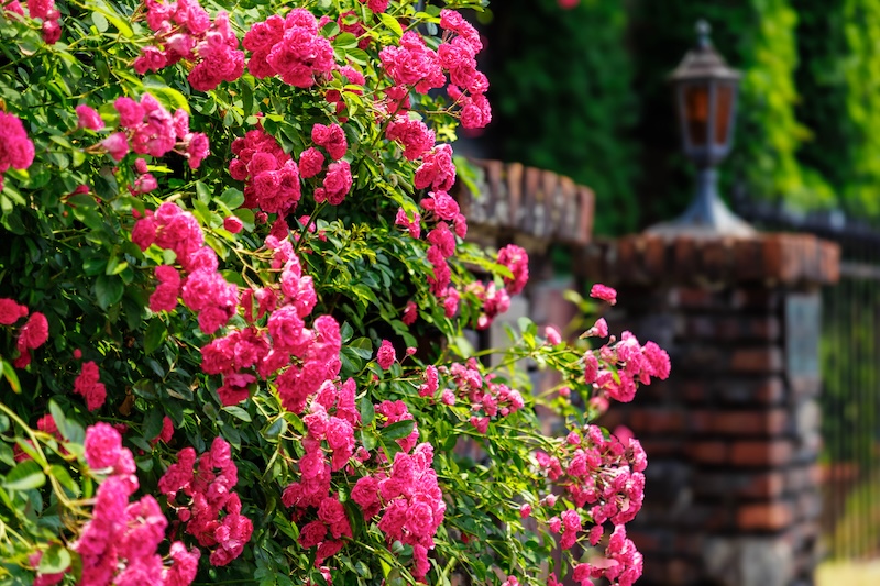 京都　蛸薬師通