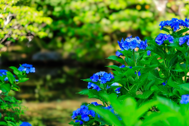 平安神宮　神苑