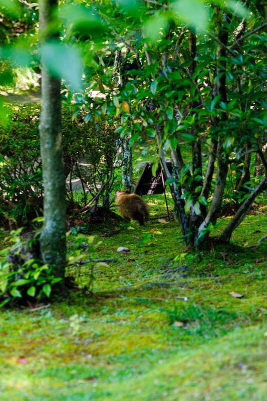 平安神宮　神苑