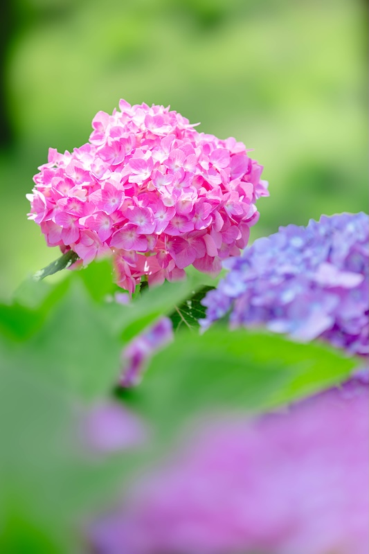 世界遺産　元離宮　二条城