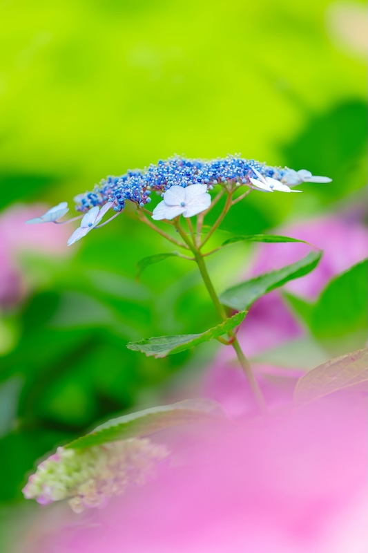 世界遺産　元離宮　二条城