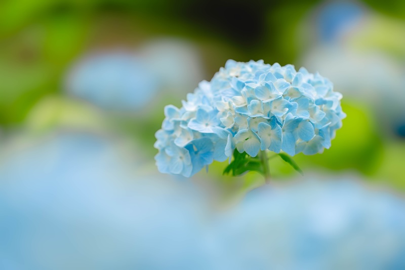 世界遺産　元離宮　二条城