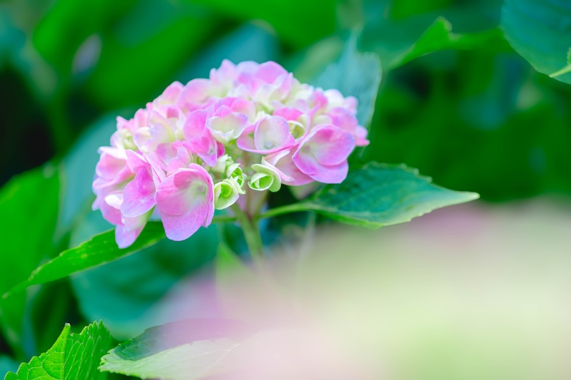 世界遺産　元離宮　二条城